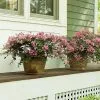 Fast Growing Trees Crape Myrtles Infinitini® Brite Pink Crape Myrtle Shrub 1 Fast Growing Trees Crape Myrtles Infinitini® Brite Pink Crape Myrtle Shrub