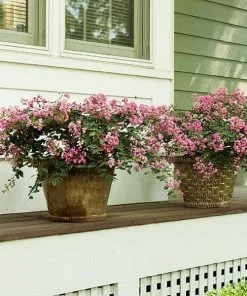 Fast Growing Trees Crape Myrtles Infinitini® Brite Pink Crape Myrtle Shrub