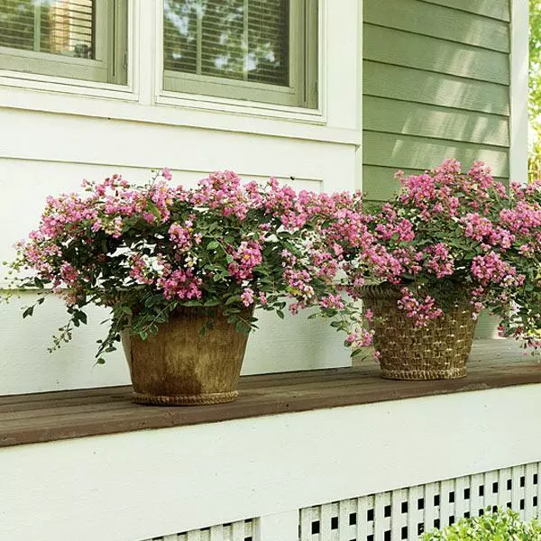 Fast Growing Trees Crape Myrtles Infinitini® Brite Pink Crape Myrtle Shrub 3 Fast Growing Trees Crape Myrtles Infinitini® Brite Pink Crape Myrtle Shrub
