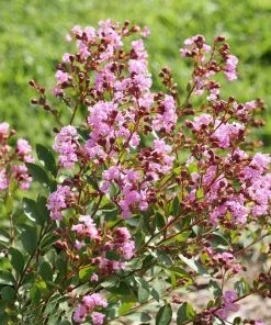 Fast Growing Trees Infinitini® Orchid Crape Myrtle Shrub Crape Myrtles