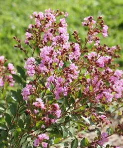 Fast Growing Trees InfinitiniĀ® Orchid Crape Myrtle Shrub Crape Myrtles
