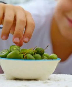 Fast Growing Trees ISSAI Hardy Kiwi 11 Fast Growing Trees ISSAI Hardy Kiwi