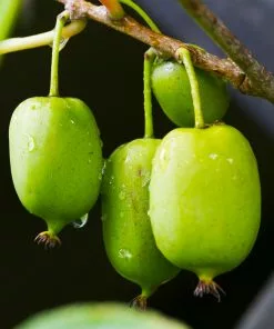 Fast Growing Trees ISSAI Hardy Kiwi 10 Fast Growing Trees ISSAI Hardy Kiwi