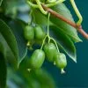 Fast Growing Trees ISSAI Hardy Kiwi 1 Fast Growing Trees ISSAI Hardy Kiwi