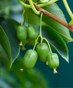 Fast Growing Trees ISSAI Hardy Kiwi
