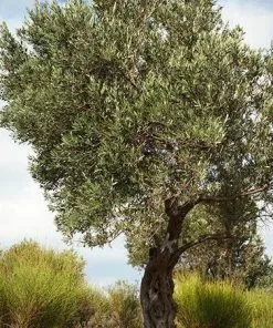 Fast Growing Trees Italian Olive Tree 10 Fast Growing Trees Italian Olive Tree