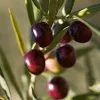 Fast Growing Trees Italian Olive Tree 2 Fast Growing Trees Italian Olive Tree