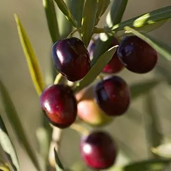 Fast Growing Trees Italian Olive Tree 3 Fast Growing Trees Italian Olive Tree