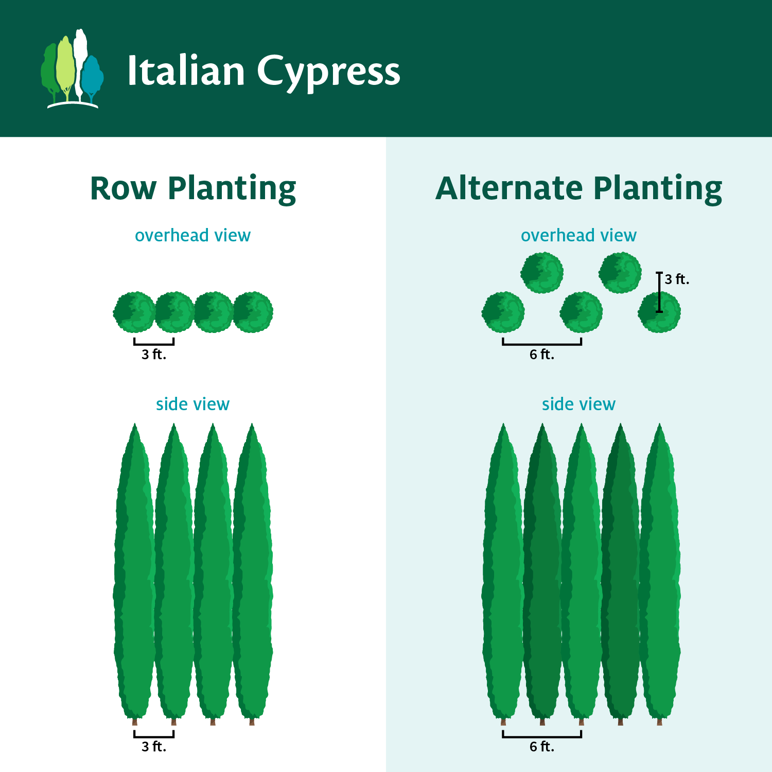 Fast Growing Trees Italian Cypress 9 Fast Growing Trees Italian Cypress