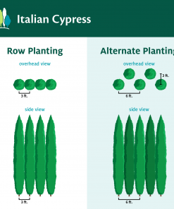 Fast Growing Trees Italian Cypress Tree 15 Fast Growing Trees Italian Cypress Tree