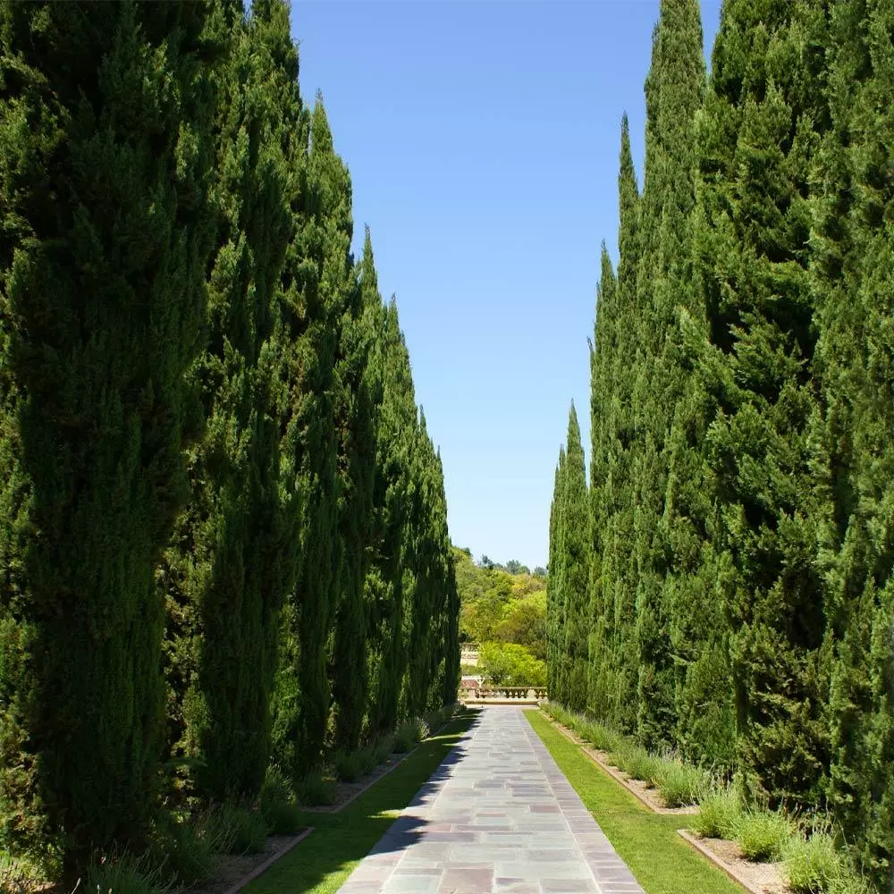 Fast Growing Trees Italian Cypress 6 Fast Growing Trees Italian Cypress