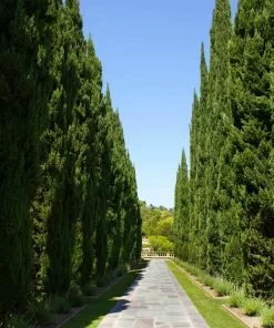 Fast Growing Trees See All Evergreen & Privacy Trees Italian Cypress