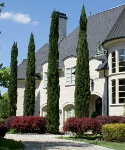 Fast Growing Trees Italian Cypress