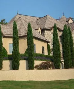 Fast Growing Trees Italian Cypress Tree 14 Fast Growing Trees Italian Cypress Tree