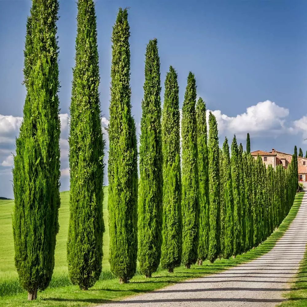 Fast Growing Trees Italian Cypress 5 Fast Growing Trees Italian Cypress