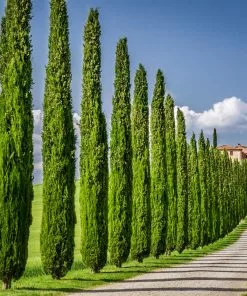 Fast Growing Trees See All Evergreen & Privacy Trees Italian Cypress