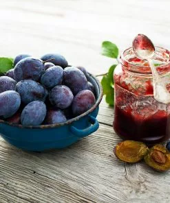 Fast Growing Trees Italian Plum Tree Plum Trees 12 Fast Growing Trees Italian Plum Tree Plum Trees