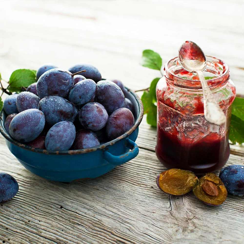 Fast Growing Trees Italian Plum Tree Plum Trees 7 Fast Growing Trees Italian Plum Tree Plum Trees