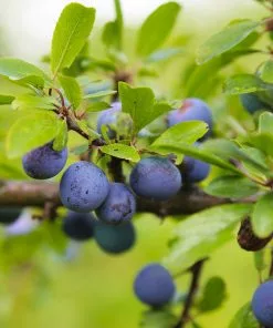 Fast Growing Trees Italian Plum Tree Plum Trees 10 Fast Growing Trees Italian Plum Tree Plum Trees