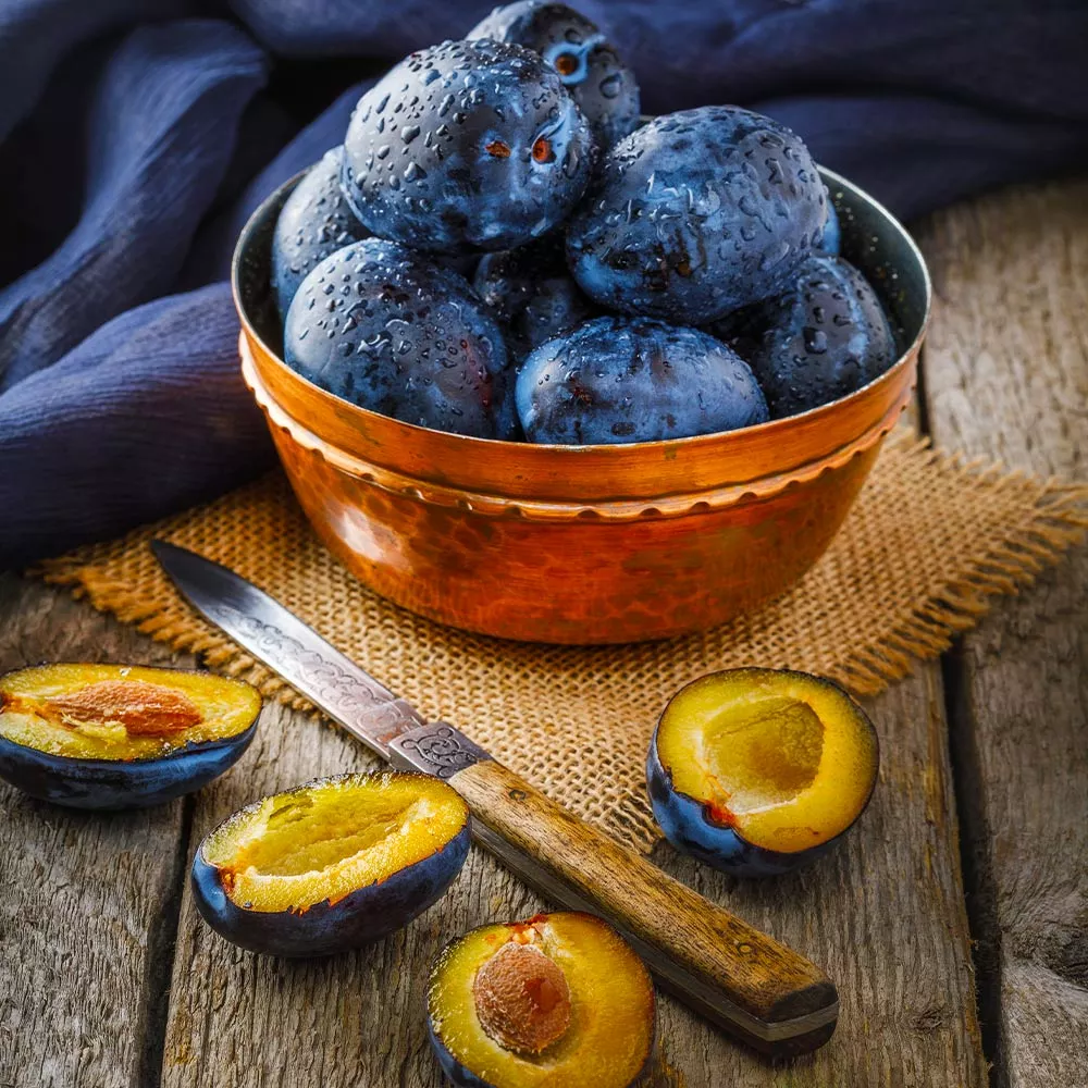 Fast Growing Trees Italian Plum Tree Plum Trees 4 Fast Growing Trees Italian Plum Tree Plum Trees