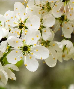 Fast Growing Trees Italian Plum Tree Plum Trees 13 Fast Growing Trees Italian Plum Tree Plum Trees