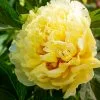 Fast Growing Trees Bartzella Peony Deer Resistant Plants 2 Fast Growing Trees Bartzella Peony Deer Resistant Plants