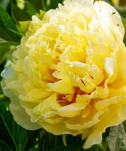 Fast Growing Trees Bartzella Peony Deer Resistant Plants