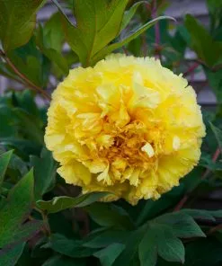 Fast Growing Trees Bartzella Peony Deer Resistant Plants