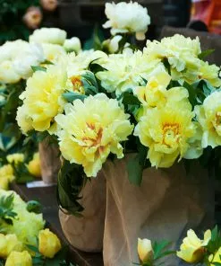 Fast Growing Trees Bartzella Peony Deer Resistant Plants