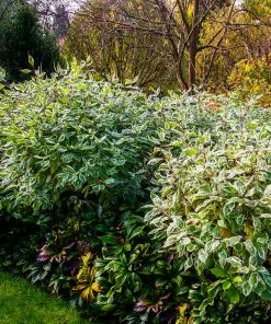 Fast Growing Trees Ivory Halo Dogwood Shrub