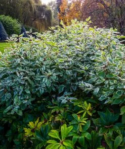Fast Growing Trees Ivory Halo Dogwood Shrub