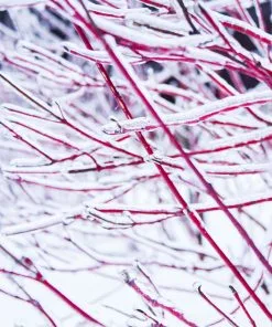 Fast Growing Trees Ivory Halo Dogwood Shrub