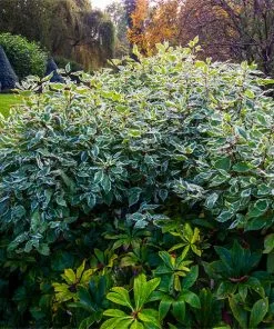 Fast Growing Trees Ivory Halo Dogwood Shrub