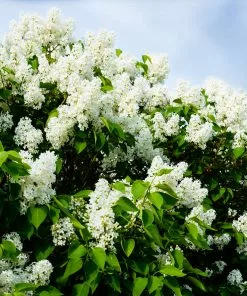 Fast Growing Trees Ivory Silk Japanese Lilac Tree White Flowers 10 Fast Growing Trees Ivory Silk Japanese Lilac Tree White Flowers