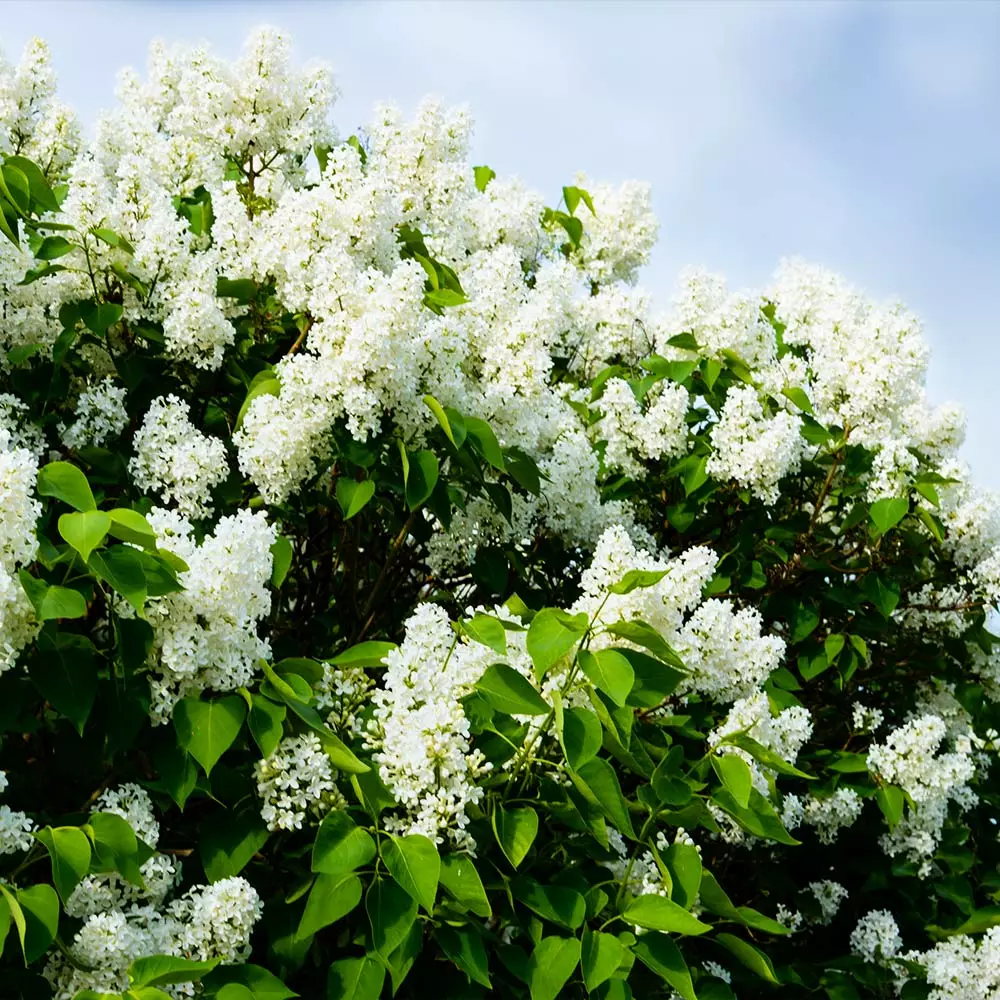 Fast Growing Trees Ivory Silk Japanese Lilac Tree White Flowers 6 Fast Growing Trees Ivory Silk Japanese Lilac Tree White Flowers