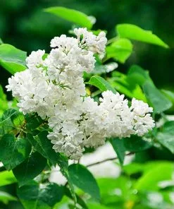 Fast Growing Trees Ivory Silk Japanese Lilac Tree White Flowers 11 Fast Growing Trees Ivory Silk Japanese Lilac Tree White Flowers