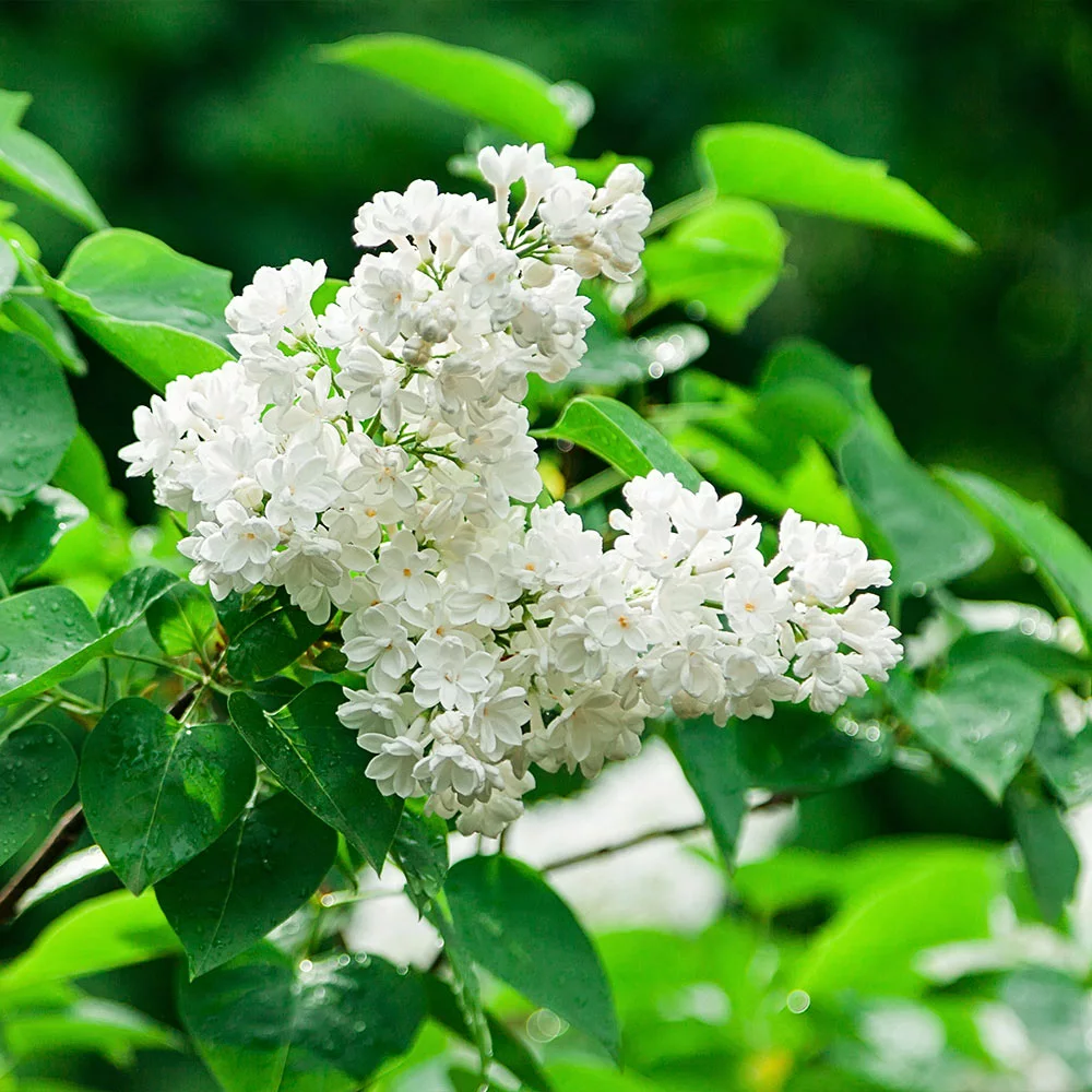 Fast Growing Trees Ivory Silk Japanese Lilac Tree White Flowers 7 Fast Growing Trees Ivory Silk Japanese Lilac Tree White Flowers