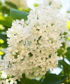 Fast Growing Trees Ivory Silk Japanese Lilac Tree White Flowers 9 Fast Growing Trees Ivory Silk Japanese Lilac Tree White Flowers