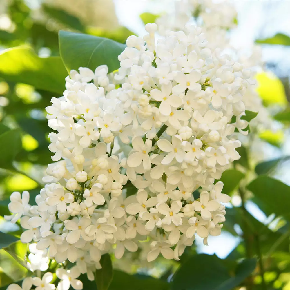 Fast Growing Trees Ivory Silk Japanese Lilac Tree White Flowers 5 Fast Growing Trees Ivory Silk Japanese Lilac Tree White Flowers