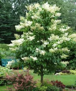 Fast Growing Trees Ivory Silk Japanese Lilac Tree White Flowers