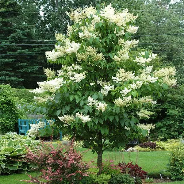 Fast Growing Trees Ivory Silk Japanese Lilac Tree White Flowers 3 Fast Growing Trees Ivory Silk Japanese Lilac Tree White Flowers