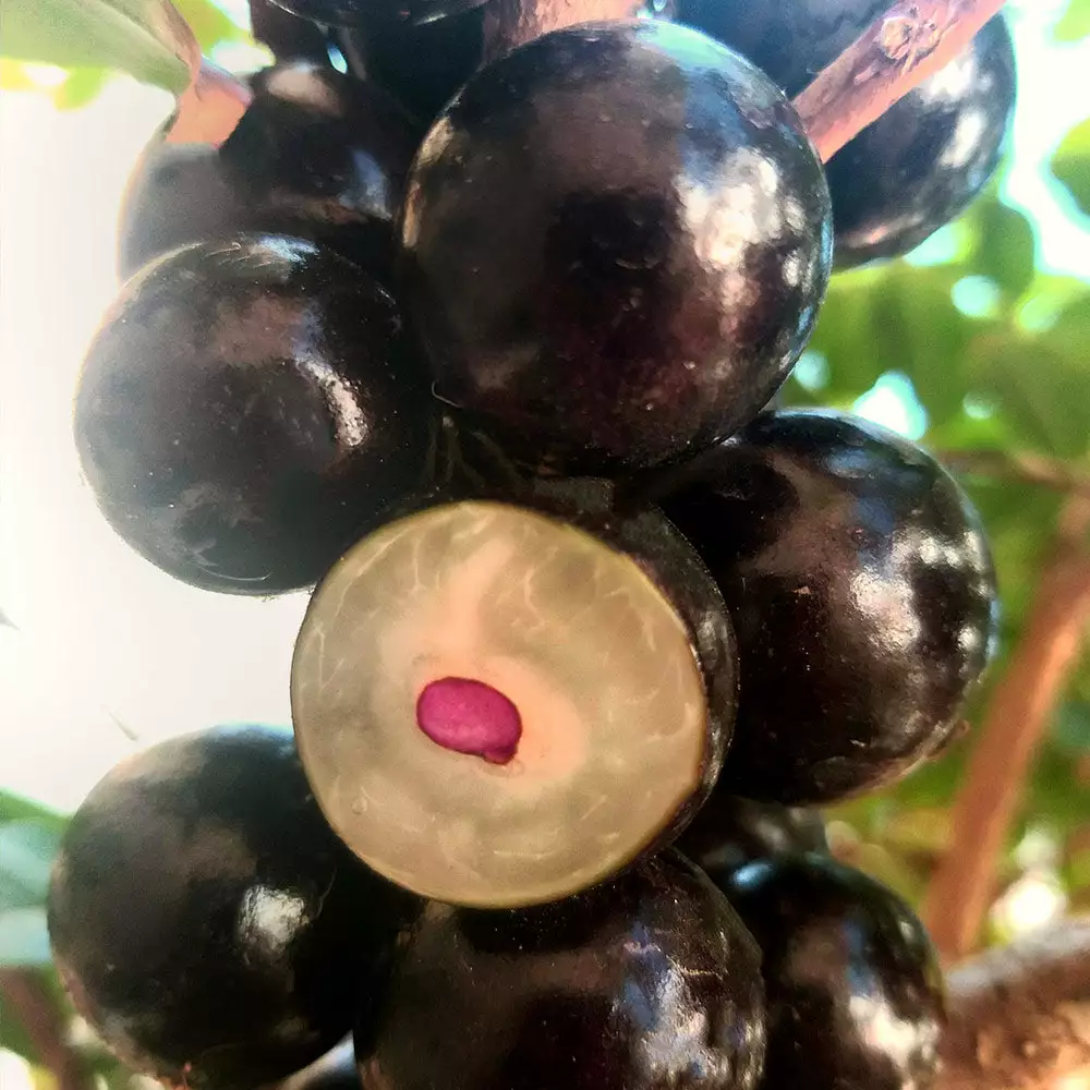 Fast Growing Trees Jaboticaba Tree 8 Fast Growing Trees Jaboticaba Tree