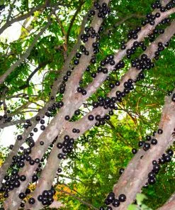 Fast Growing Trees Jaboticaba Tree 12 Fast Growing Trees Jaboticaba Tree