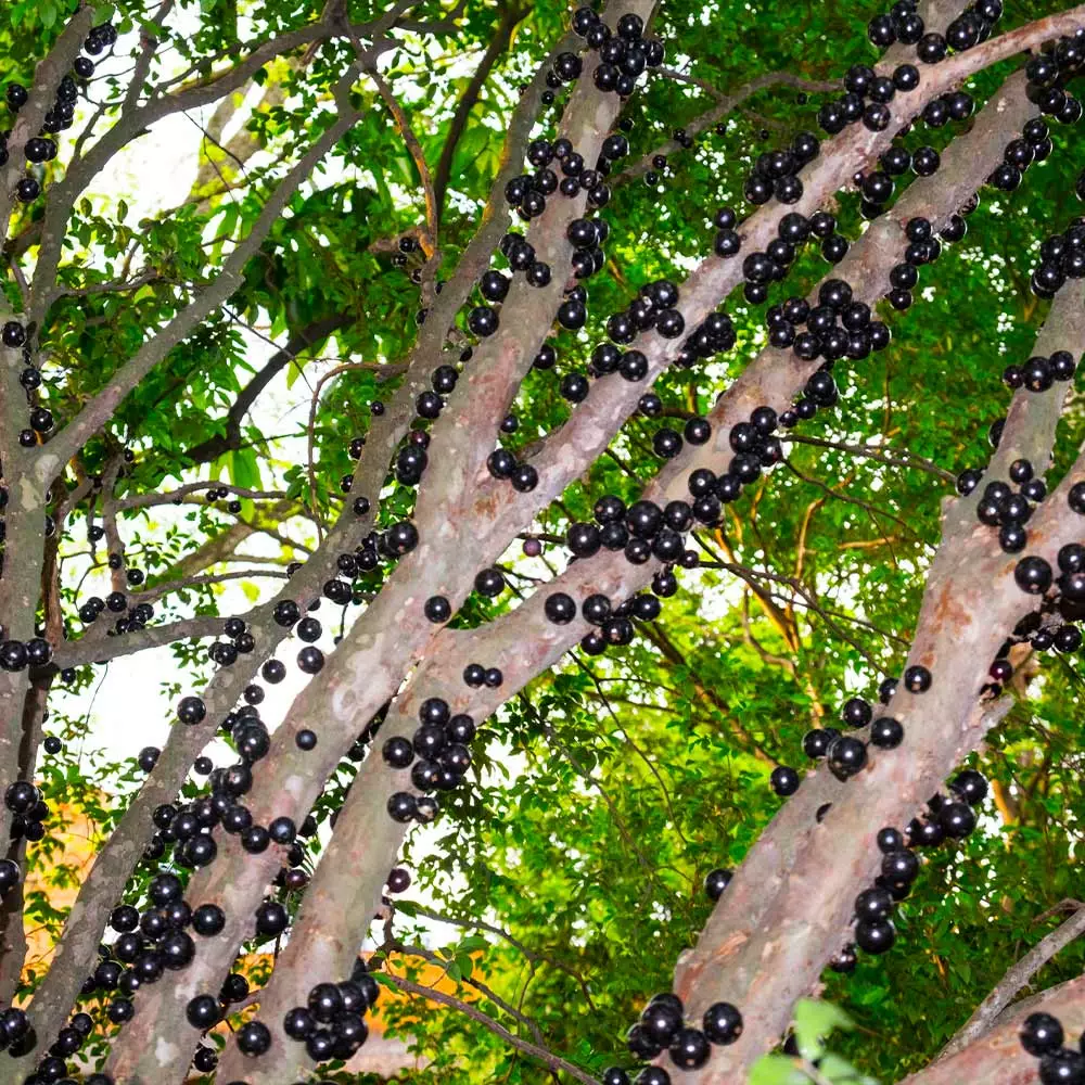 Fast Growing Trees Jaboticaba Tree 6 Fast Growing Trees Jaboticaba Tree