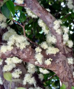 Fast Growing Trees Jaboticaba Tree 13 Fast Growing Trees Jaboticaba Tree