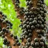 Fast Growing Trees Jaboticaba Tree 1 Fast Growing Trees Jaboticaba Tree