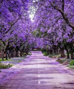 Fast Growing Trees Purple Flowers Jacaranda Tree