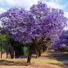 Fast Growing Trees Purple Flowers Jacaranda Tree 1 Fast Growing Trees Purple Flowers Jacaranda Tree