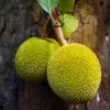 Fast Growing Trees See All Fruit Trees Jackfruit Tree 1 Fast Growing Trees See All Fruit Trees Jackfruit Tree