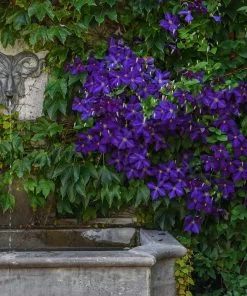 Fast Growing Trees Jackmanii Clematis Vine